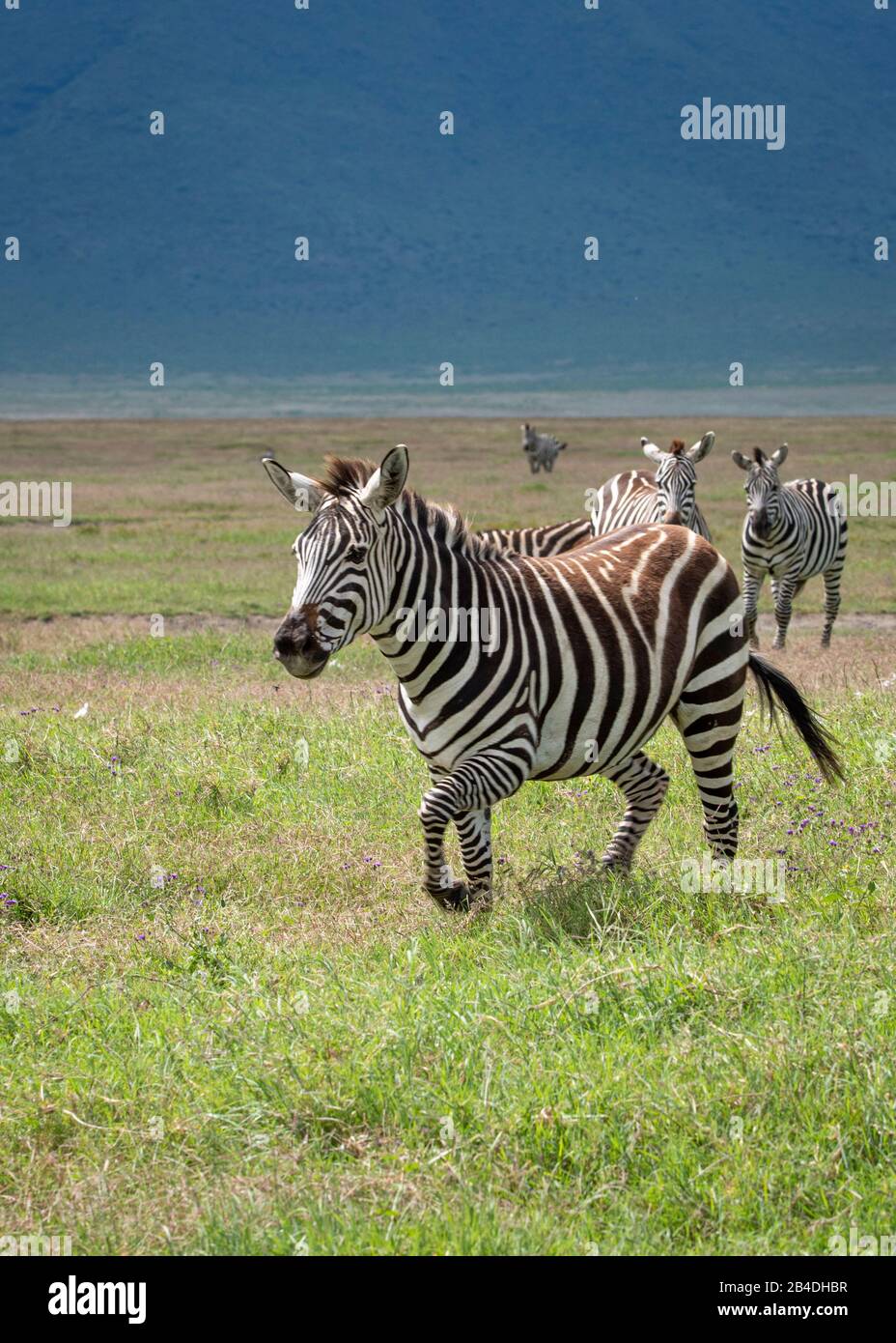 Tansania, Nordtansania, Serengeti-Nationalpark, Ngorongoro-Krater, Tarangire, Arusha und Lake Manyara, Zebras Stockfoto
