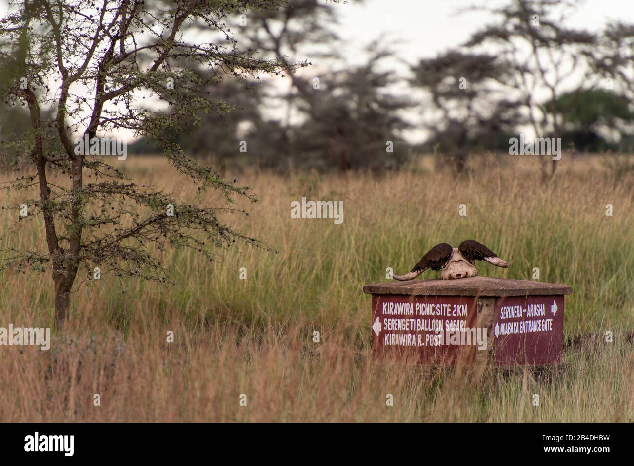 Tansania, Nordtansania, Serengeti-Nationalpark, Ngorongoro-Krater, Tarangire, Arusha und Lake Manyara, Wegweiser mit Büffelschädel Stockfoto