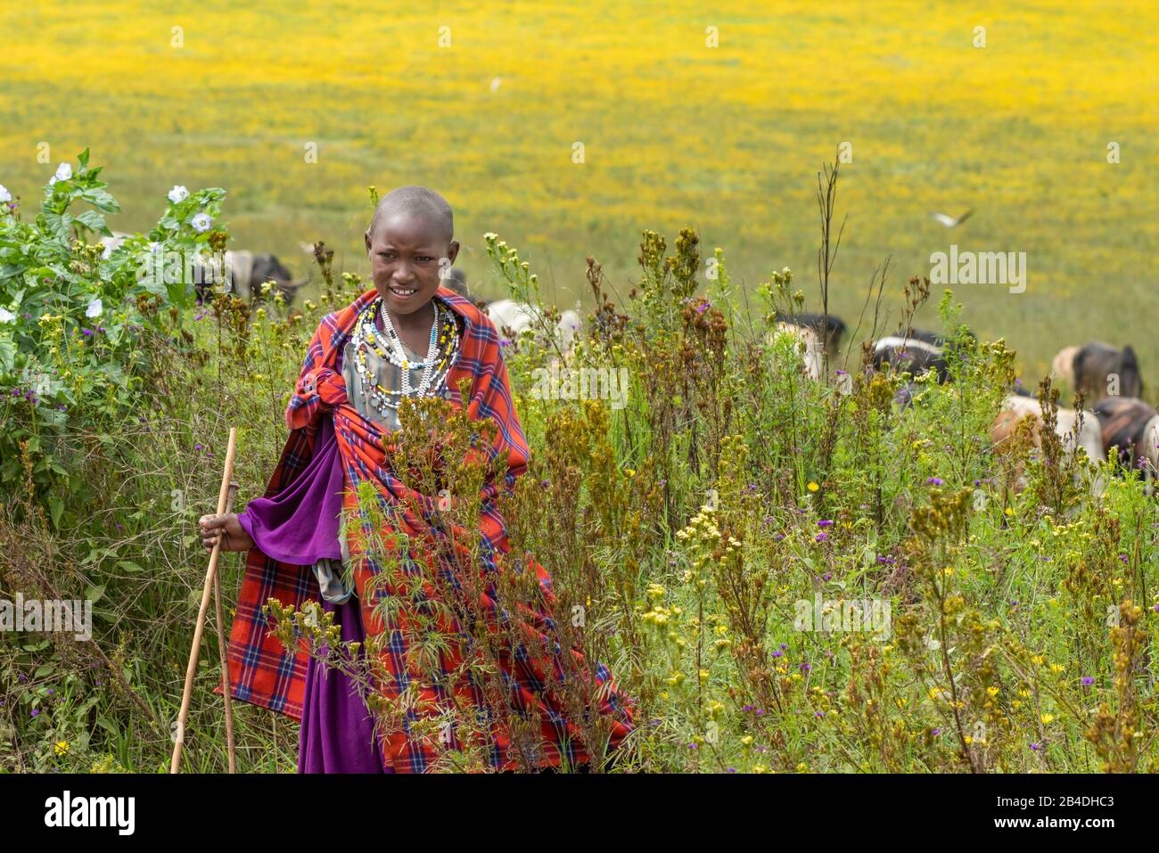 Tansania, Nordtansania am Ende der Regenzeit im Mai, Serengeti-Nationalpark, Ngorongoro-Krater, Tarangire, Arusha und Lake Manyara, Maasai-Mädchen mit Herde Stockfoto
