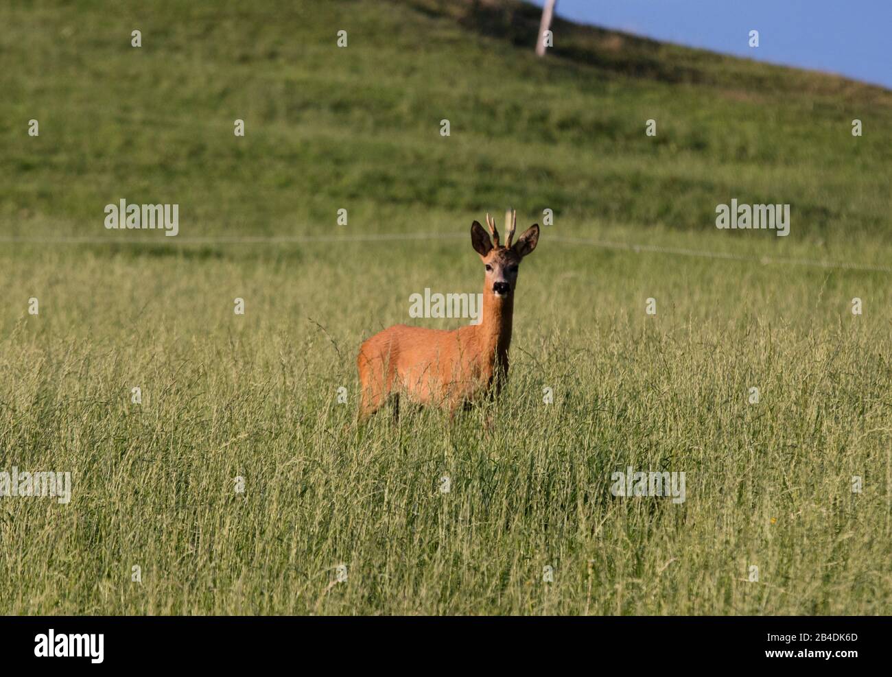 Appenzellerland, Rehe, Roebuck, Feld, hohes Gras Stockfoto