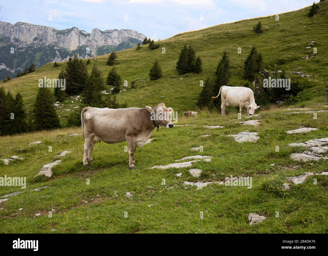 Appenzellerland, Schweiz, Alpen, Berge, Schweizer Kuh, Kühe, fröhliche Kuh, Alm, Ebenalp Stockfoto