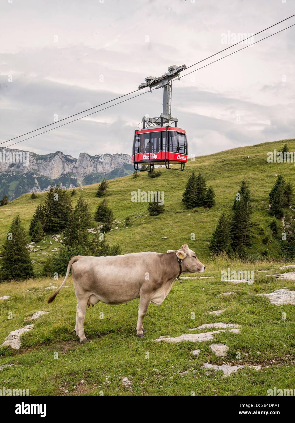 Appenzellerland, Schweiz, Alpen, Berge, Schweizer Kuh, Kühe, fröhliche Kuh, Alm, Seilbahn, Ebenalp Stockfoto