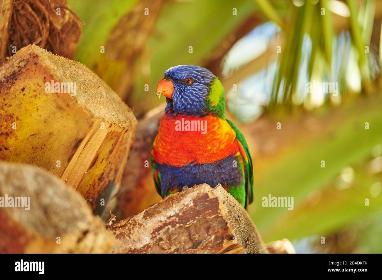 Alle Farben lory oder Wedge-tailed Lorikeet (Trichoglossus haematodus) in einem Wald am Kieselstrand, Murramarang-Nationalpark, Sit, victoria, australien Stockfoto