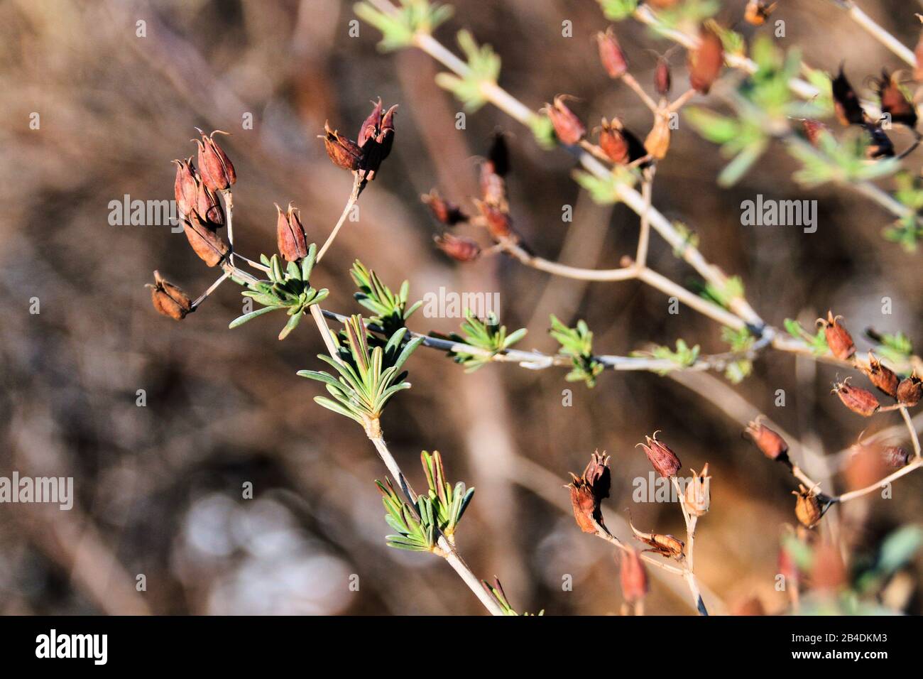 Ein Nahblick auf einige Äste von St John's Wort zeigt getrocknete Winterseedpoden neben der neuen Frühlingstorte. Stockfoto