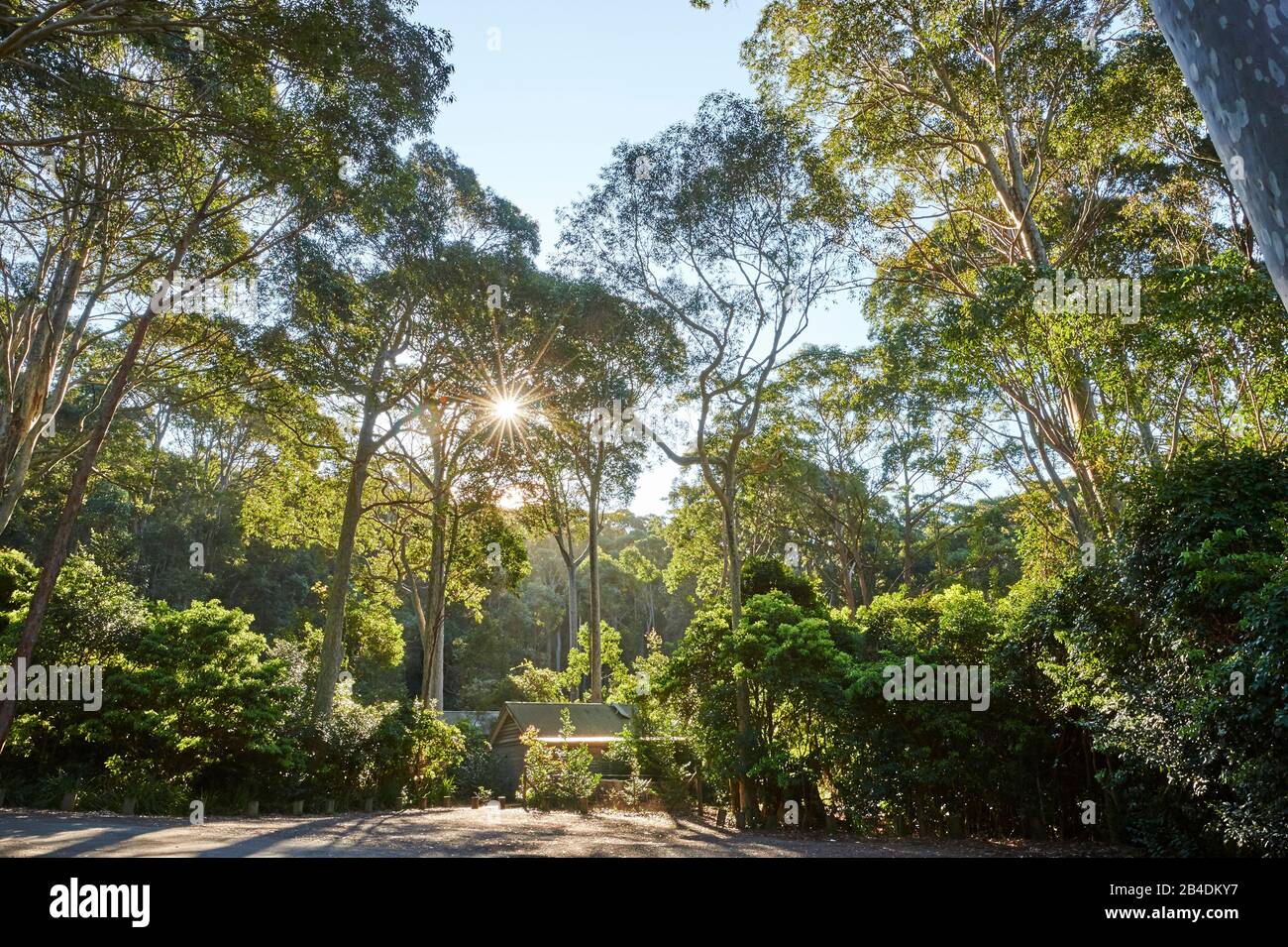 Landschaft, Eucalyptus Forest (Eucalyptus Ranges) am Pebbly Beach im Frühling, New South Wales, Australien, Oceania Stockfoto