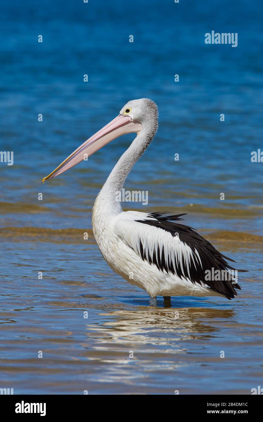 Spektakulärer Pelikan (Pelecanus conspicillatus), Wasser, Wandern, Nahaufnahme, New South Wales, Australien Stockfoto