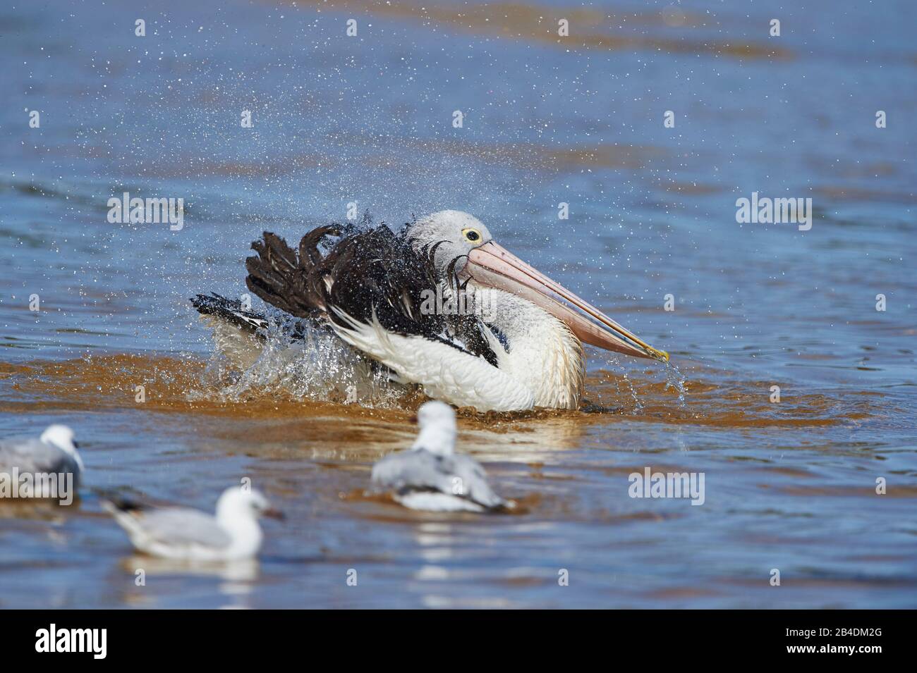 Afrikanischer Pelikan (Pelecanus conspicillatus), Wasser, Pinsel, Nahaufnahme, New South Wales, Australien Stockfoto