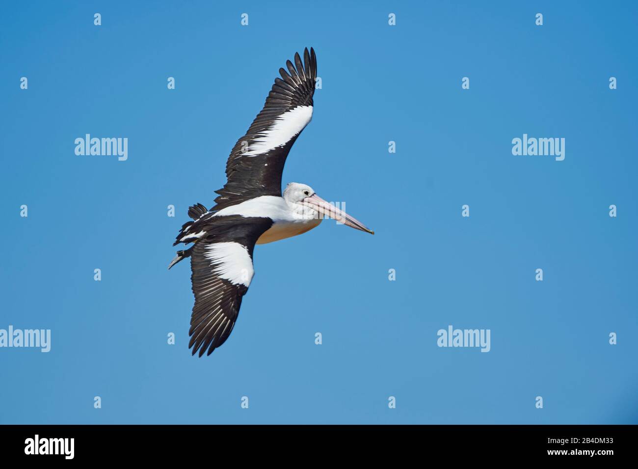 Afrikanischer Pelikan (Pelecanus conspicillatus), fliegend, Nahaufnahme, New South Wales, Australien Stockfoto