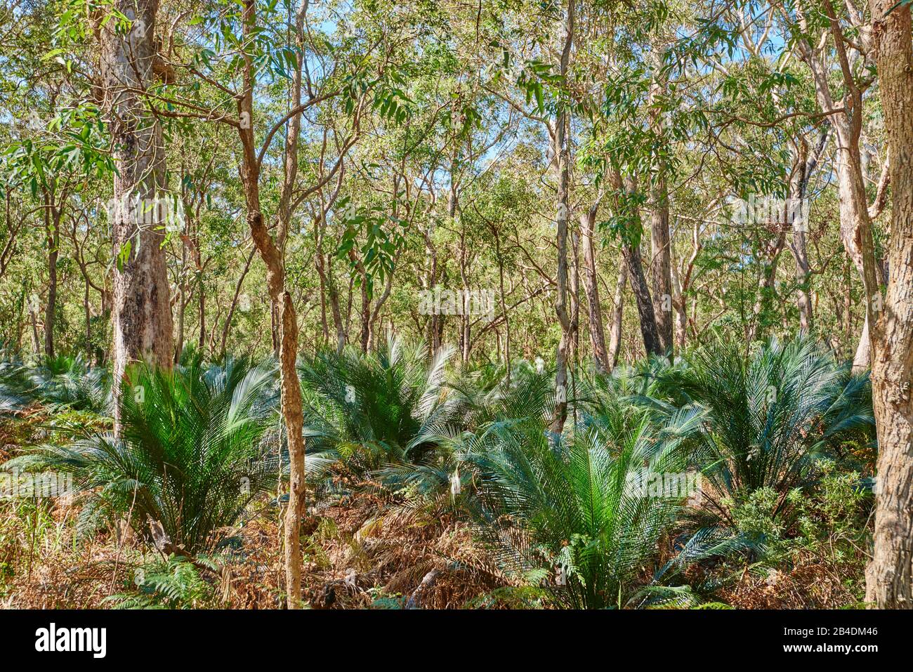 Eukalyptuswald (Eucalyptus Ranges) mit Palmenfarnen (Macrozamia macdonnellii) im Frühjahr im Murramarang-Nationalpark, New South Wales, Australien Stockfoto