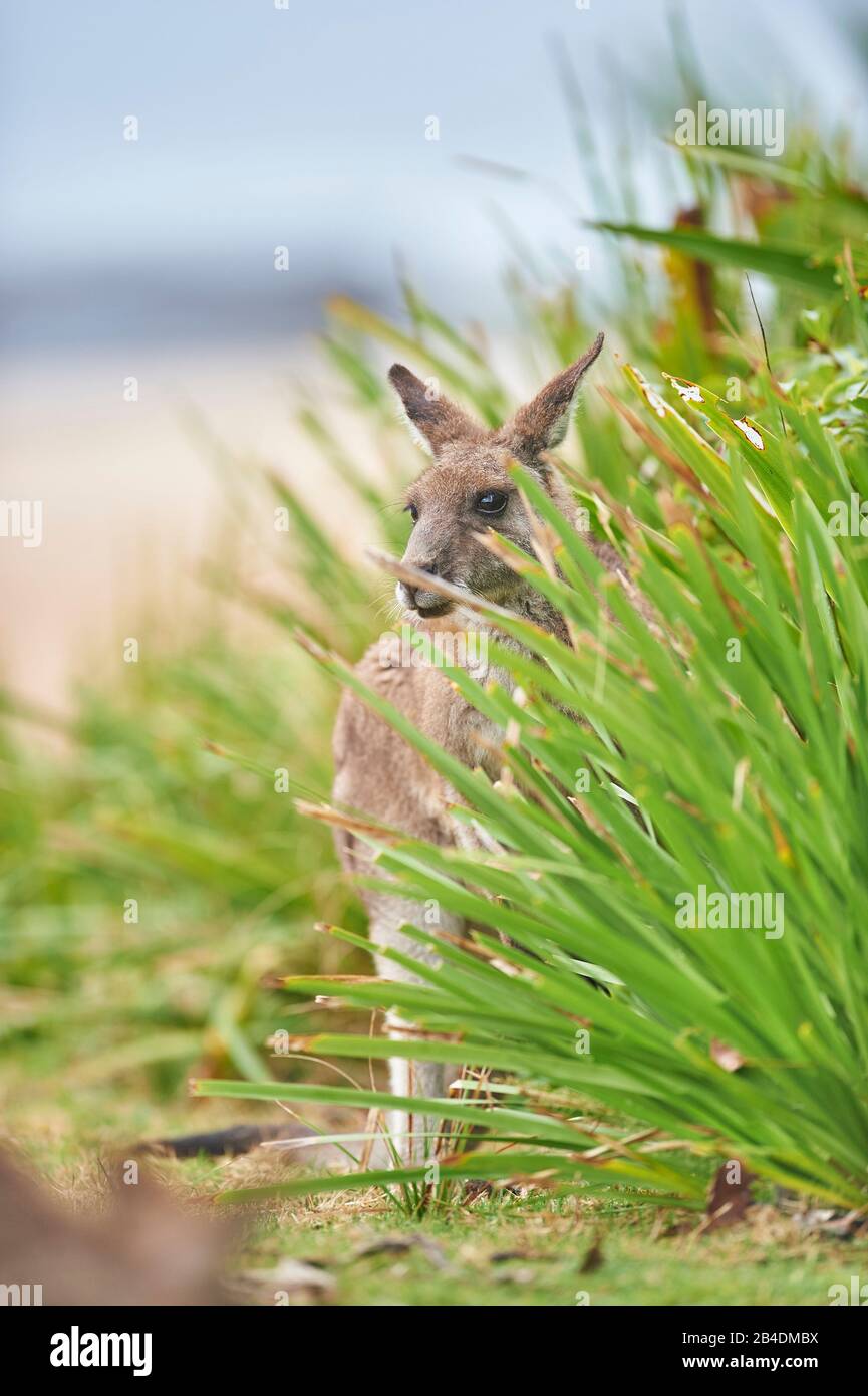 Ostgraues Kangaroo (Macropus giganteus), Wiese, frontal, stehend, in die Kamera blickend Stockfoto