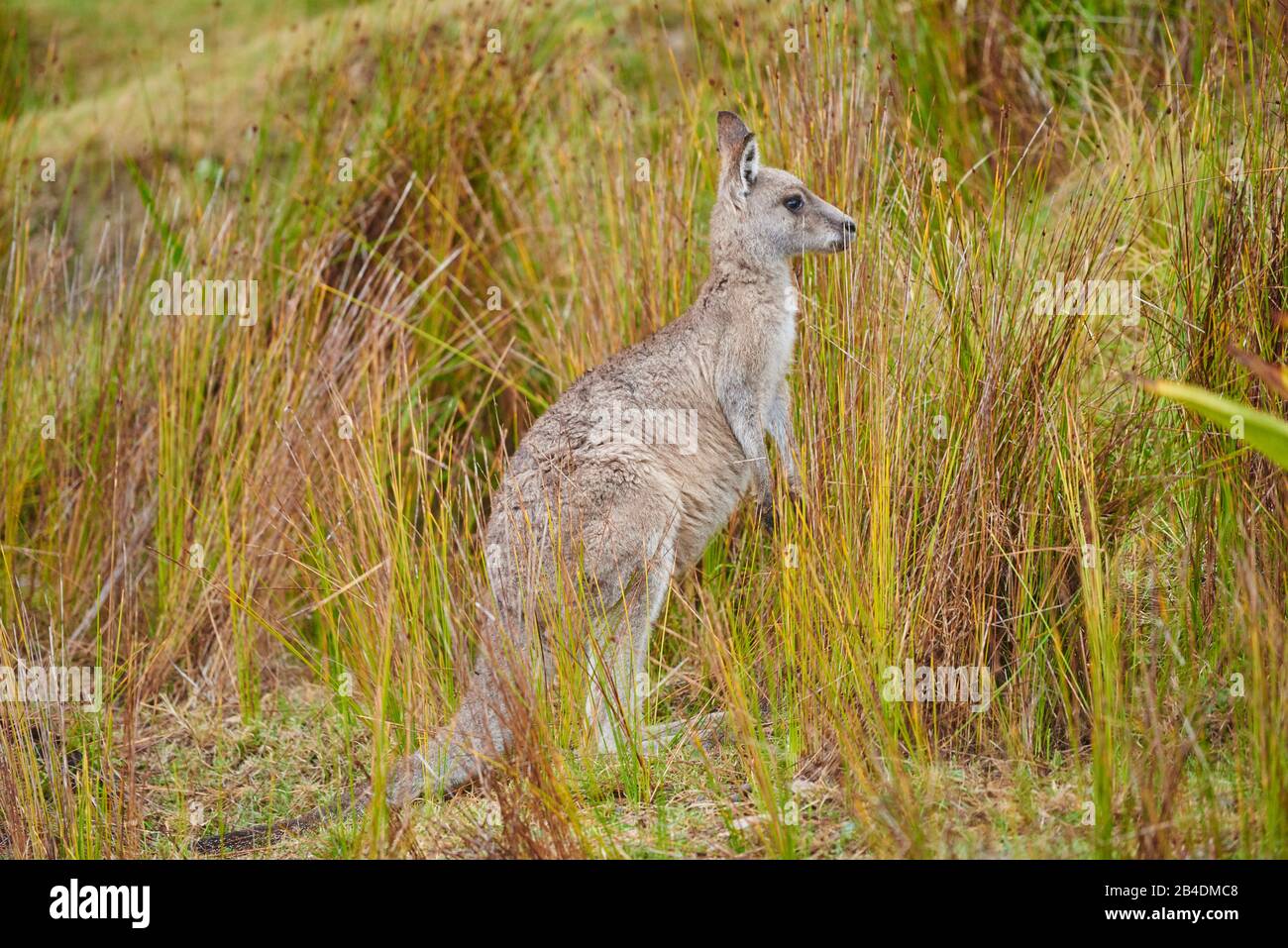 Ostgraues Kangaroo (Macropus giganteus), Wiese, seitlich, stehend Stockfoto