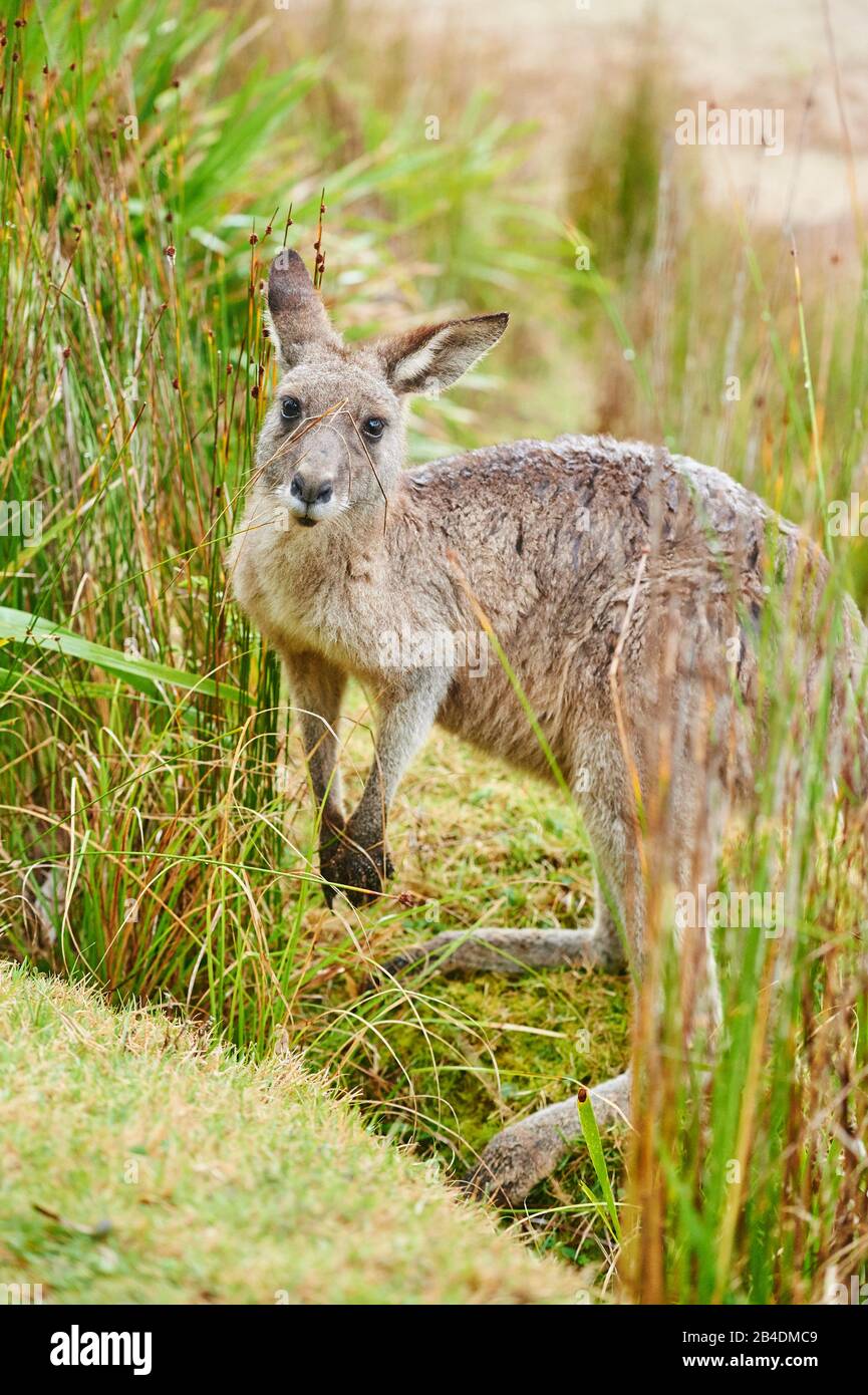 Ostgraues Kangaroo (Macropus giganteus), Wiese, seitlich, stehend Stockfoto