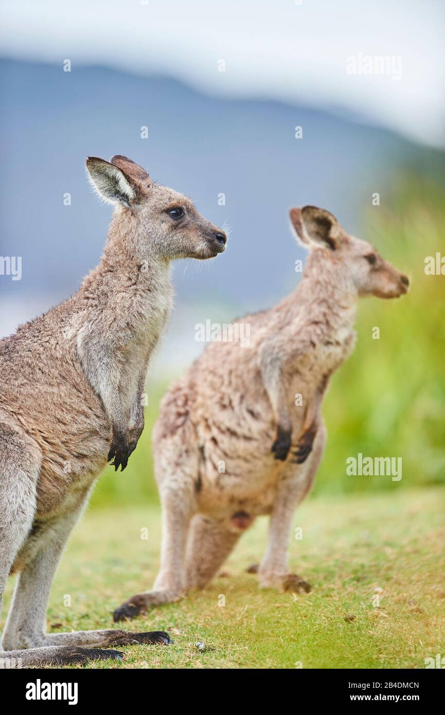 Ostgraues Kangaroo (Macropus giganteus), Wiese, seitlich, stehend Stockfoto