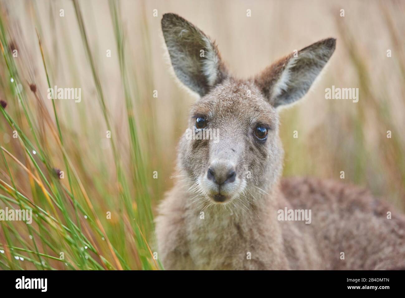 Ostgraues Kangaroo (Macropus giganteus), Porträt, seitlich, stehend Stockfoto