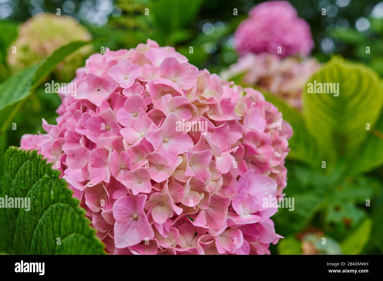 Garten Hydrangea, Hydrangea macrophylla, Blume, tropisch, Jakobsweg