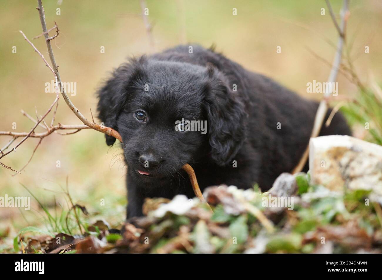 Labradoodle, Welpe, Wiese, frontal, liegend, Sichtkamera Stockfoto