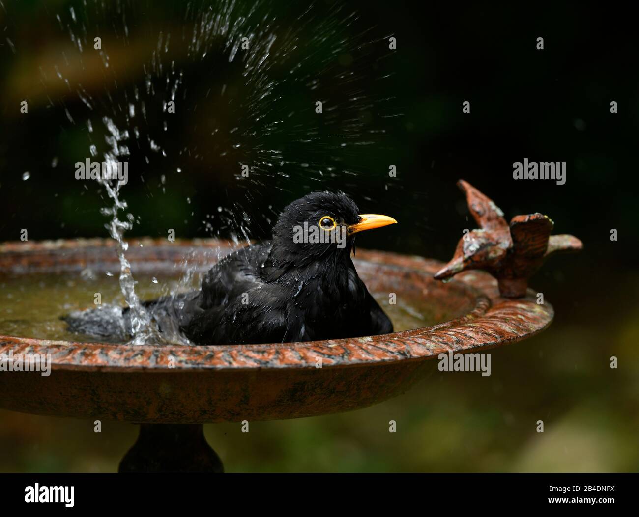 Mannliches Becken Stockfotos Und Bilder Kaufen Alamy