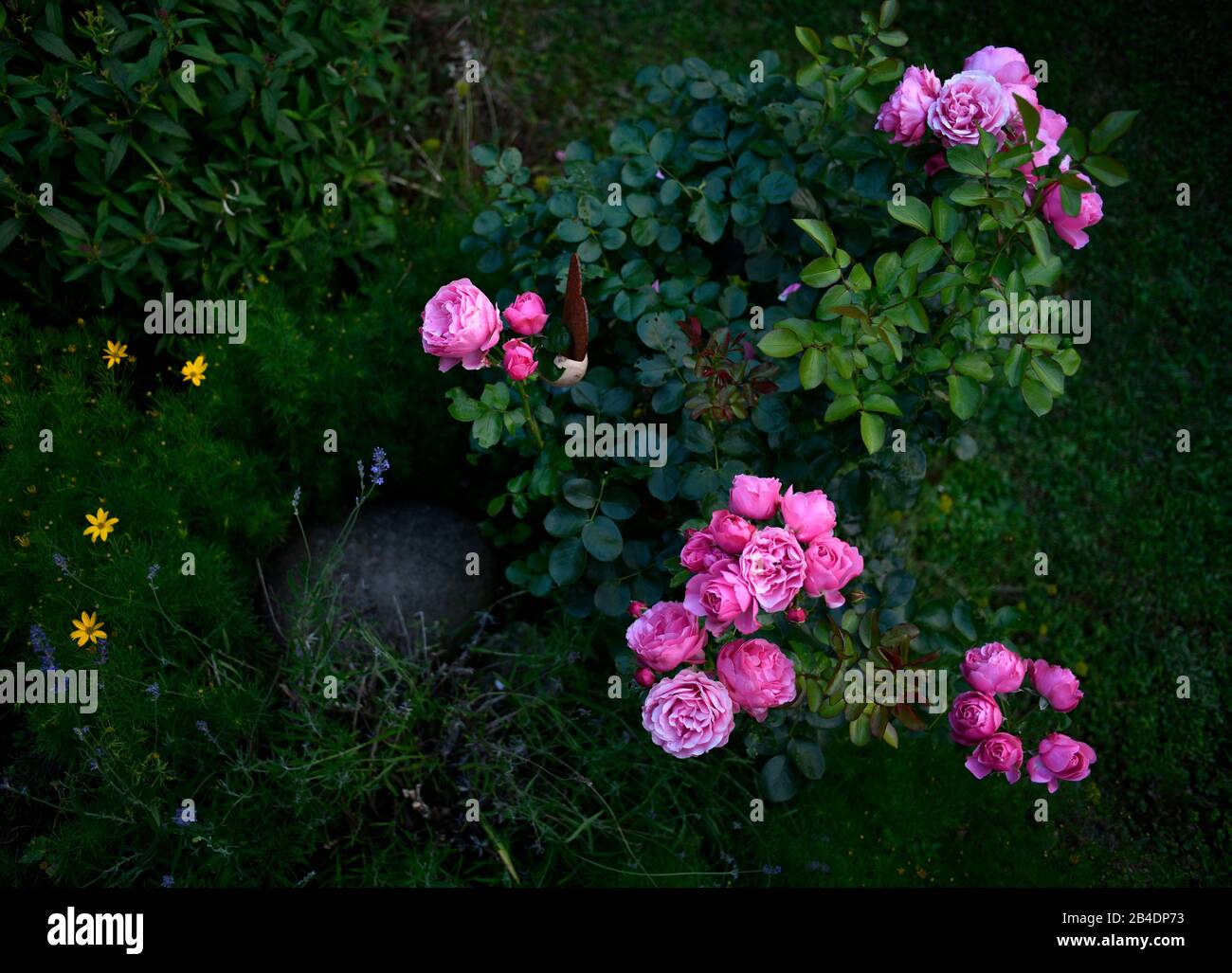 Rosen-Busch, Rosa Rose (Rosa sp.) Und Mädchen- oder Messhaarige (Coreopsis spec.), Baden-Württemberg, Deutschland Stockfoto