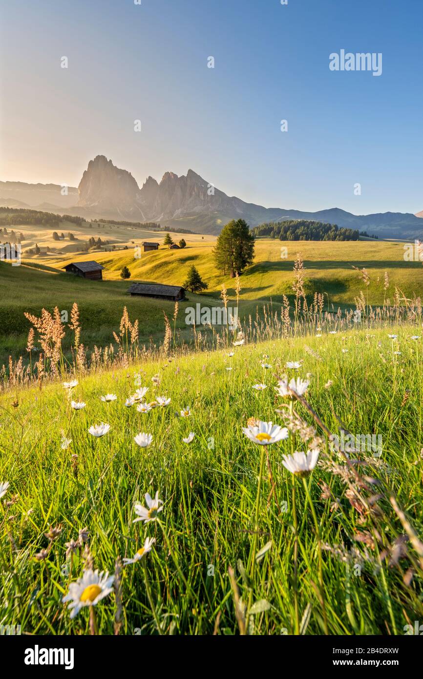 Seiser Alm, Castelrotto, Südtirol, Provinz Bolzano, Italien, Europa. Frühling auf der Seiser Alm mit Blick auf das Langkofelmassiv Stockfoto