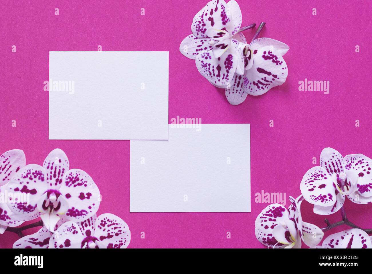 Hellrosa Mockup für Design mit weißen Rahmen und Orchideen Stockfoto