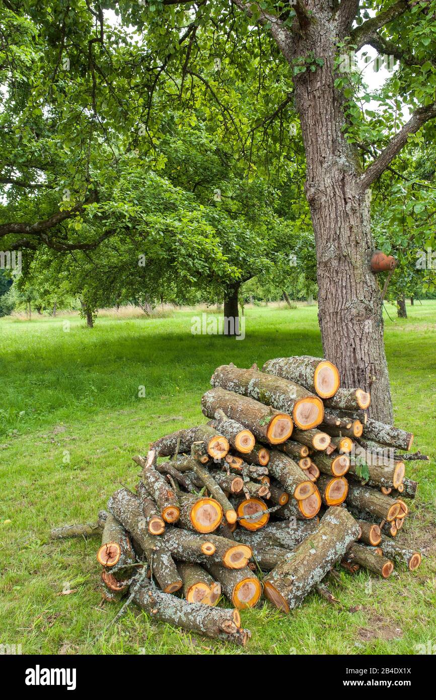 Deutschland, Baden-Württemberg, Altenriet, der abgefallene Pflaumenbaum im Sturm wird nun auf einem Haufen in kurze Stücke geschnitten. Stockfoto