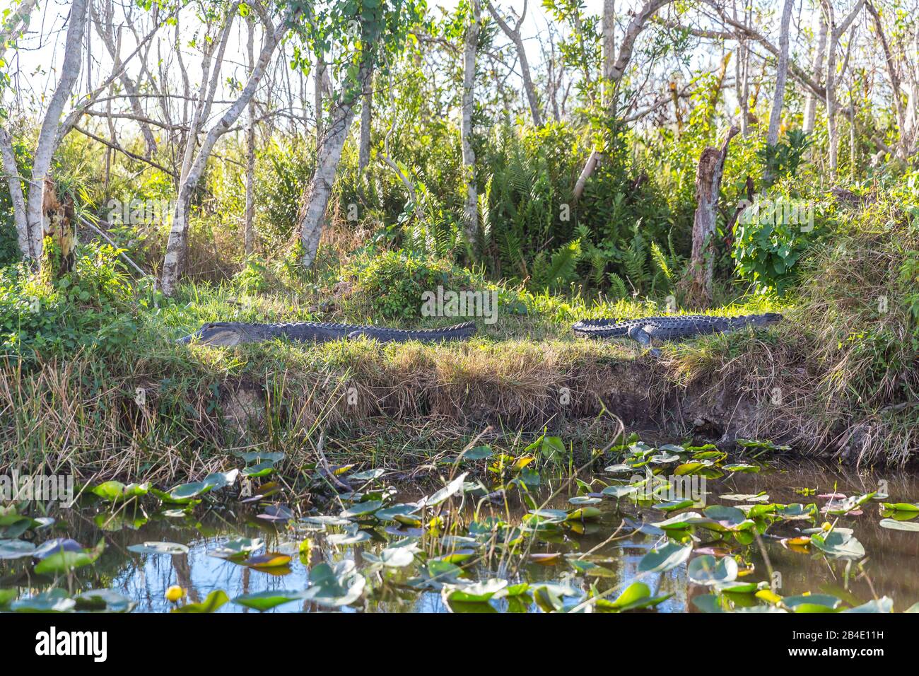 Alligatoren (Alligator mississippiensis), Sumpgebiet, Safari Park, Everglades-Nationalpark, Florida, USA, Nordamerika Stockfoto