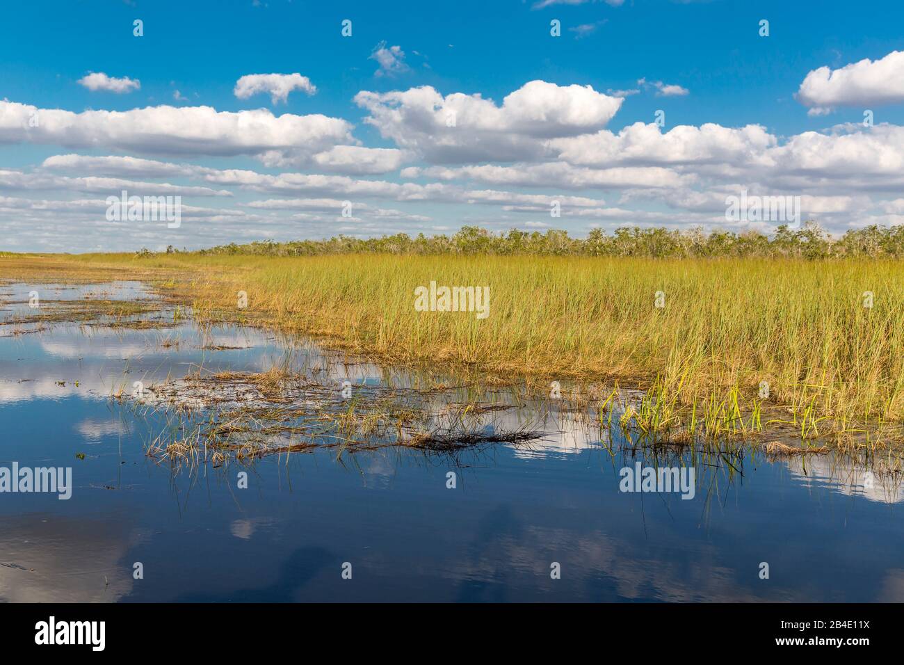 Sumpgebiet, Safari Park, Everglades-Nationalpark, Florida, USA, Nordamerika Stockfoto