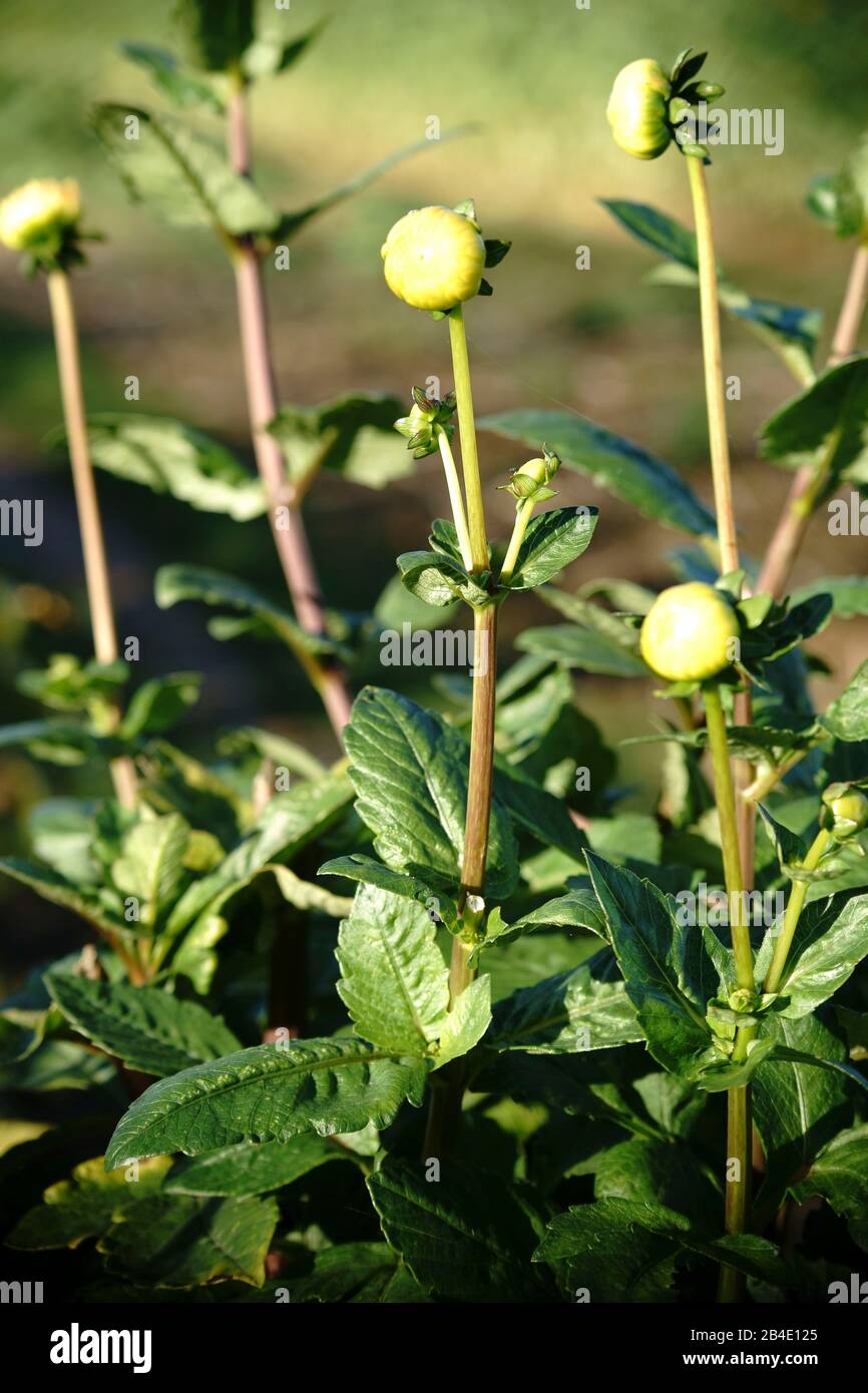 Die grüne Knospe einer dahlie im Frühjahr. Stockfoto