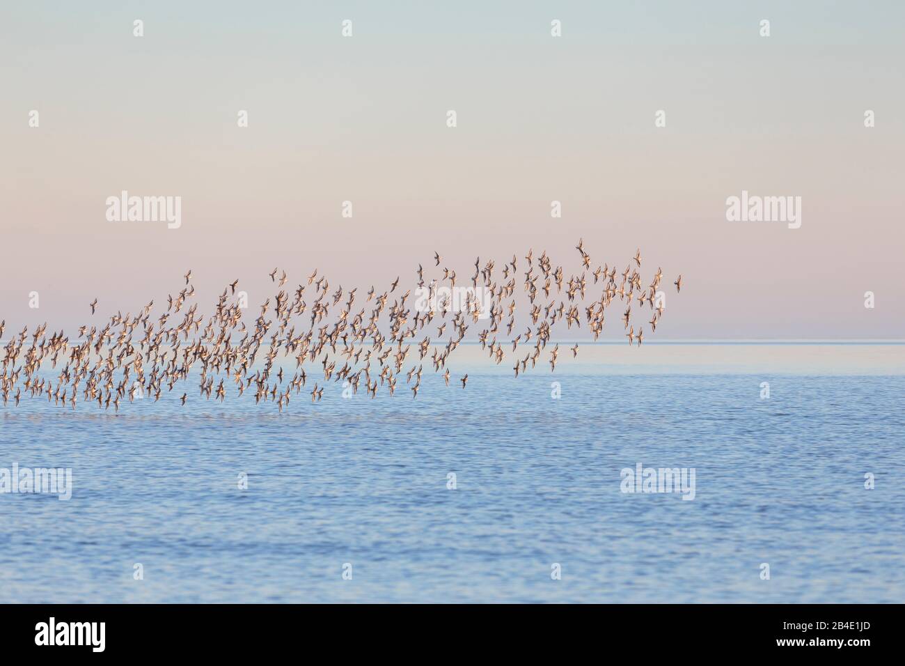 Europa, Deutschland, Niedersachsen, Otterndorf, EINE Überwinterungsschar Sanderlinge (Calidris alba) beim morgendlichen Flug über die Elbmündungsniederung, Stockfoto