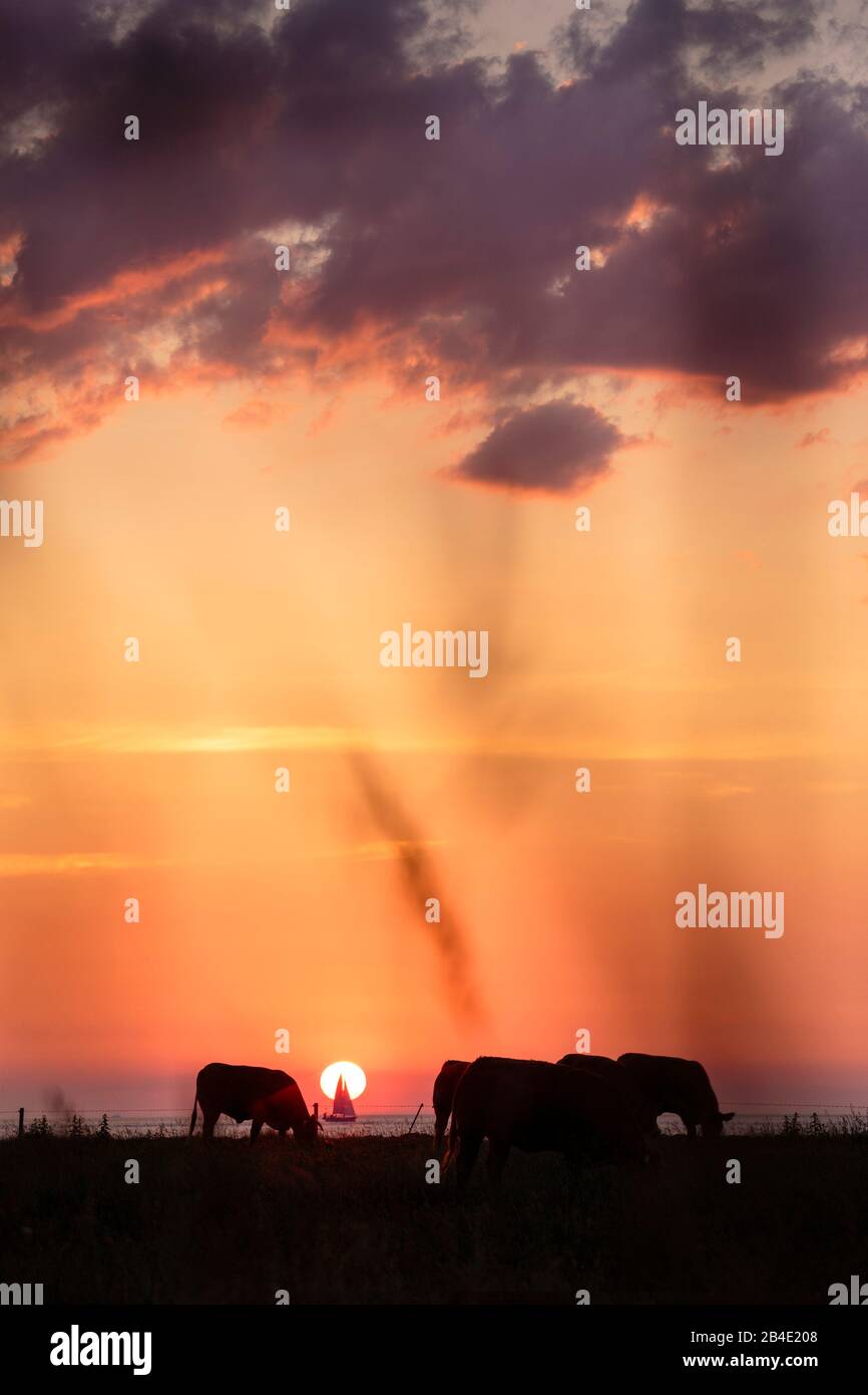 Europa, Deutschland, Niedersachsen, Otterndorf, Grasende Rinder auf dem Deichvorland bei Sonnenuntergang, Stockfoto