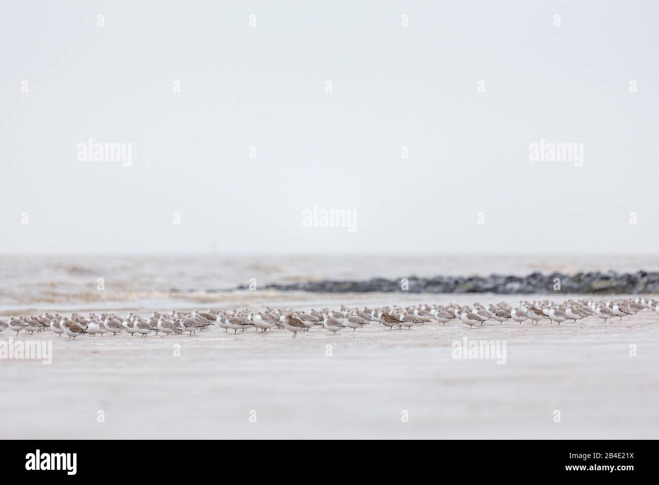 Europa, Deutschland, Niedersachsen, Otterndorf, Überwinterung Sanderlinge (Calidris alba) schützen sich vor starkem Wind, Stockfoto