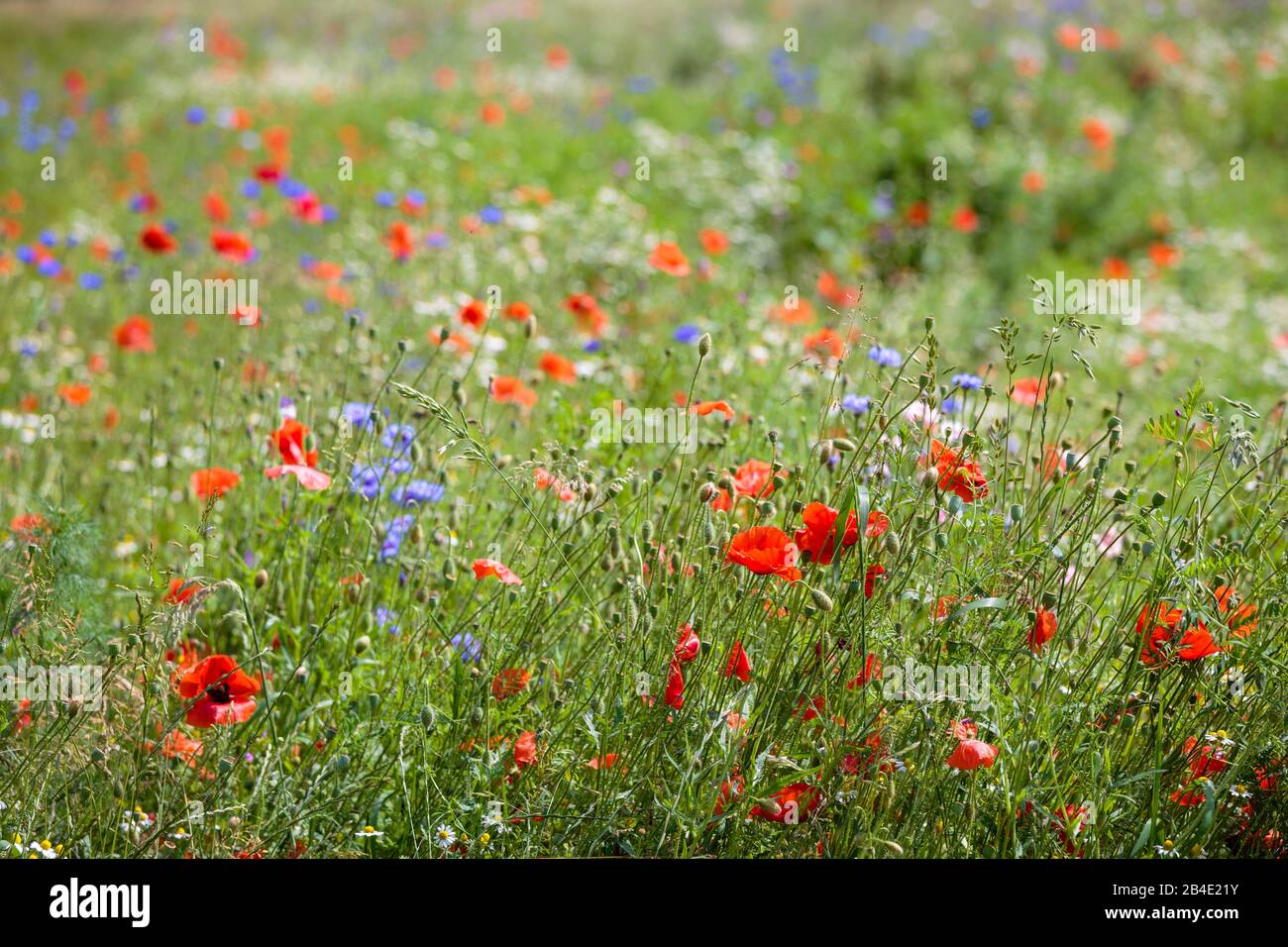 Europa, Deutschland, Niedersachsen, Ellerhoop, Klatschmohn, echte Kamille, Kornblumen und wilden Gräsern auf einer Wildblumenwiese am Arboretum, Stockfoto