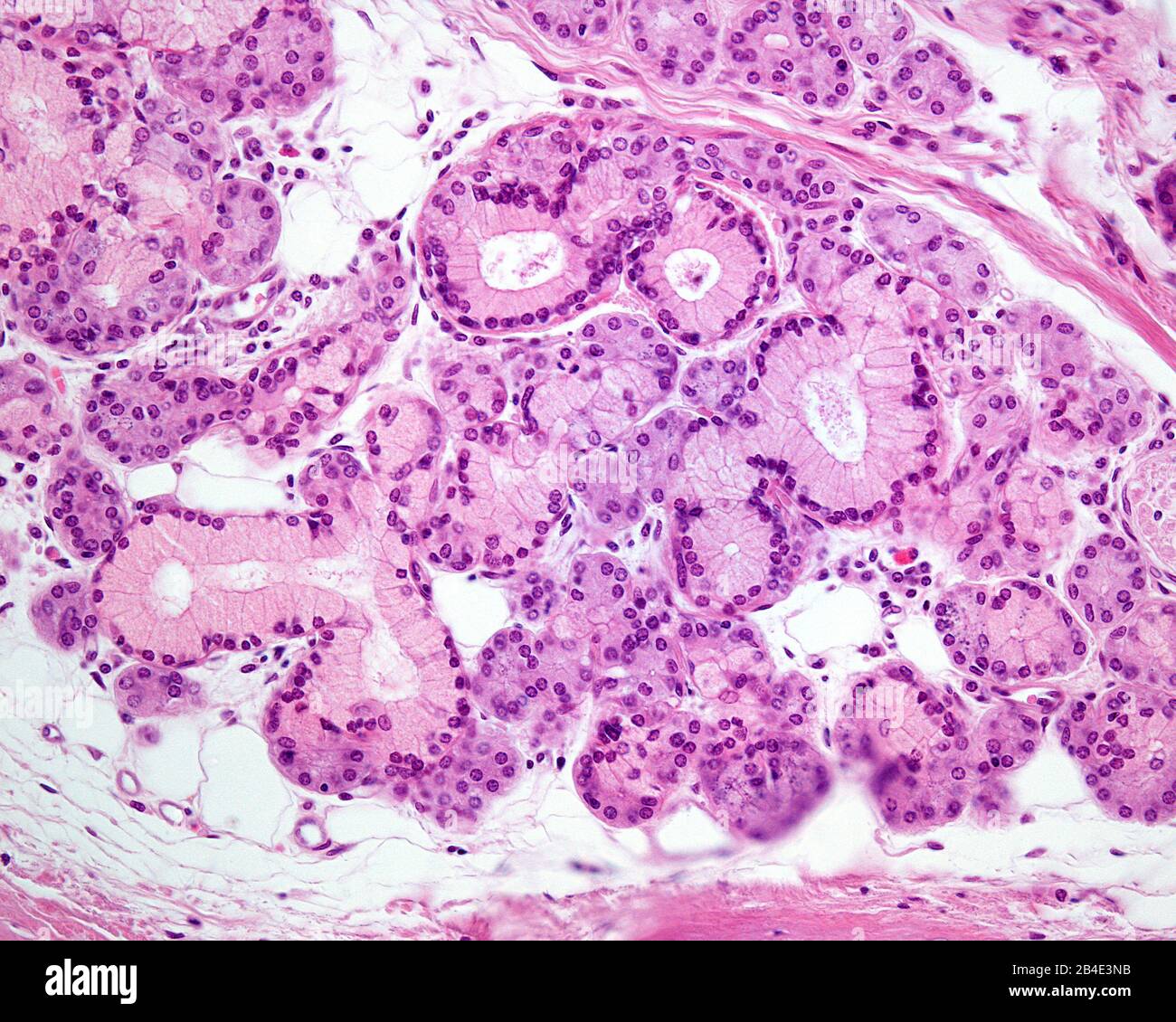 Mischdrüse, die sowohl Schleimzellen (mit blassem Zytoplasma) als auch seröse Zellen in derselben Drüse zeigt. Mikroskopmikroskop. Hämatoxylin & Eosin Fleck Stockfoto