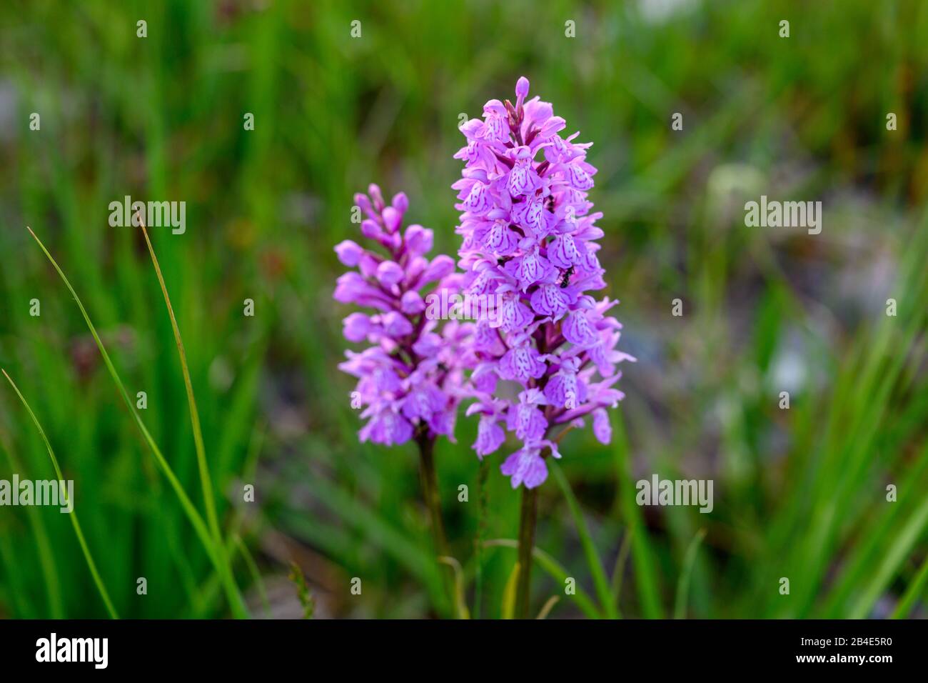 Deutschland, Baden-Württemberg, Schwarzwald, Moorgebiet Hornisgrinde, Breitblättriges Orchid (Dactylorhiza majalis). Stockfoto