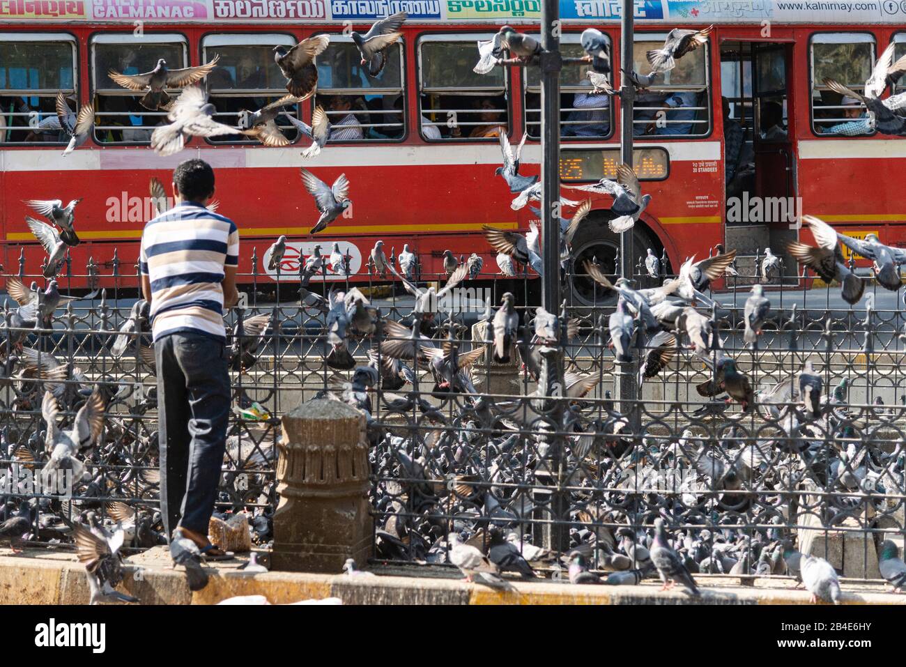 Indien, Mumbai, Maharashtra, viele Tauben werden auf der Verkehrsinsel gefüttert Stockfoto