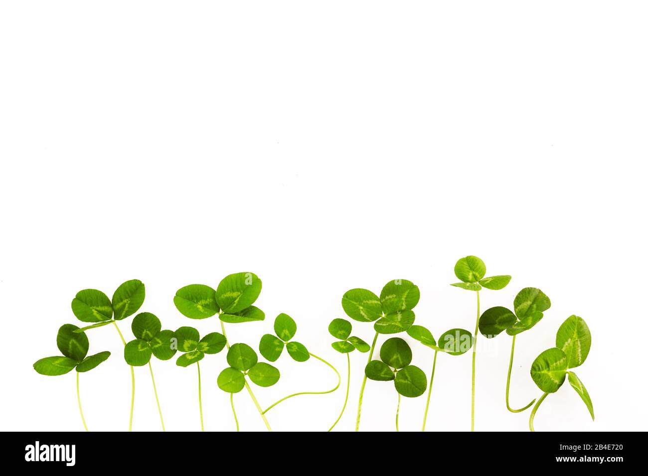 Grüne Kleeblätter isoliert auf weißem Grund. St. Patrick's Day Stockfoto