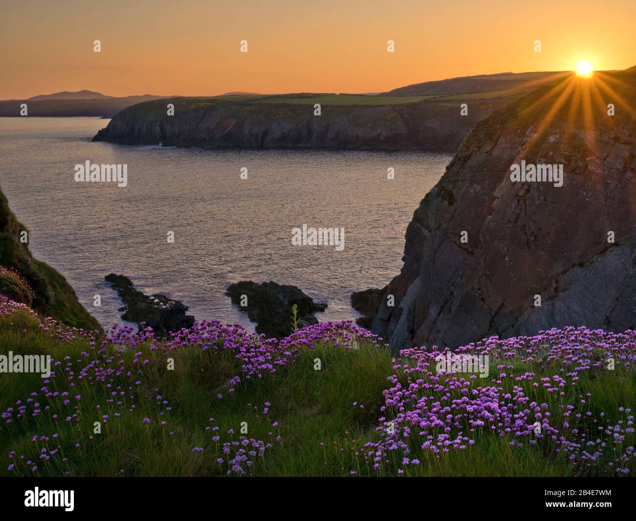 Europa, Großbritannien, Großbritannien, Wales, Pembrokeshire Coast National Park, St David's Head Cliff, Abendstimmung, Nelken, Nelken, Nelken, Sonnenuntergang Stockfoto