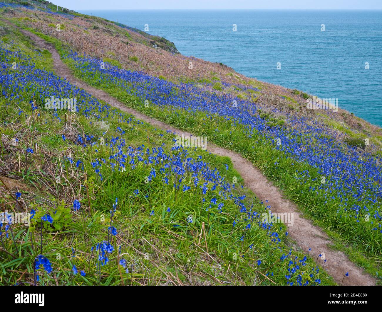 Europa, Großbritannien, Großbritannien, Wales, Pembrokeshire Coast National Park, Pembrokeshire Coast Path Trail, Blooming Bluebells Stockfoto