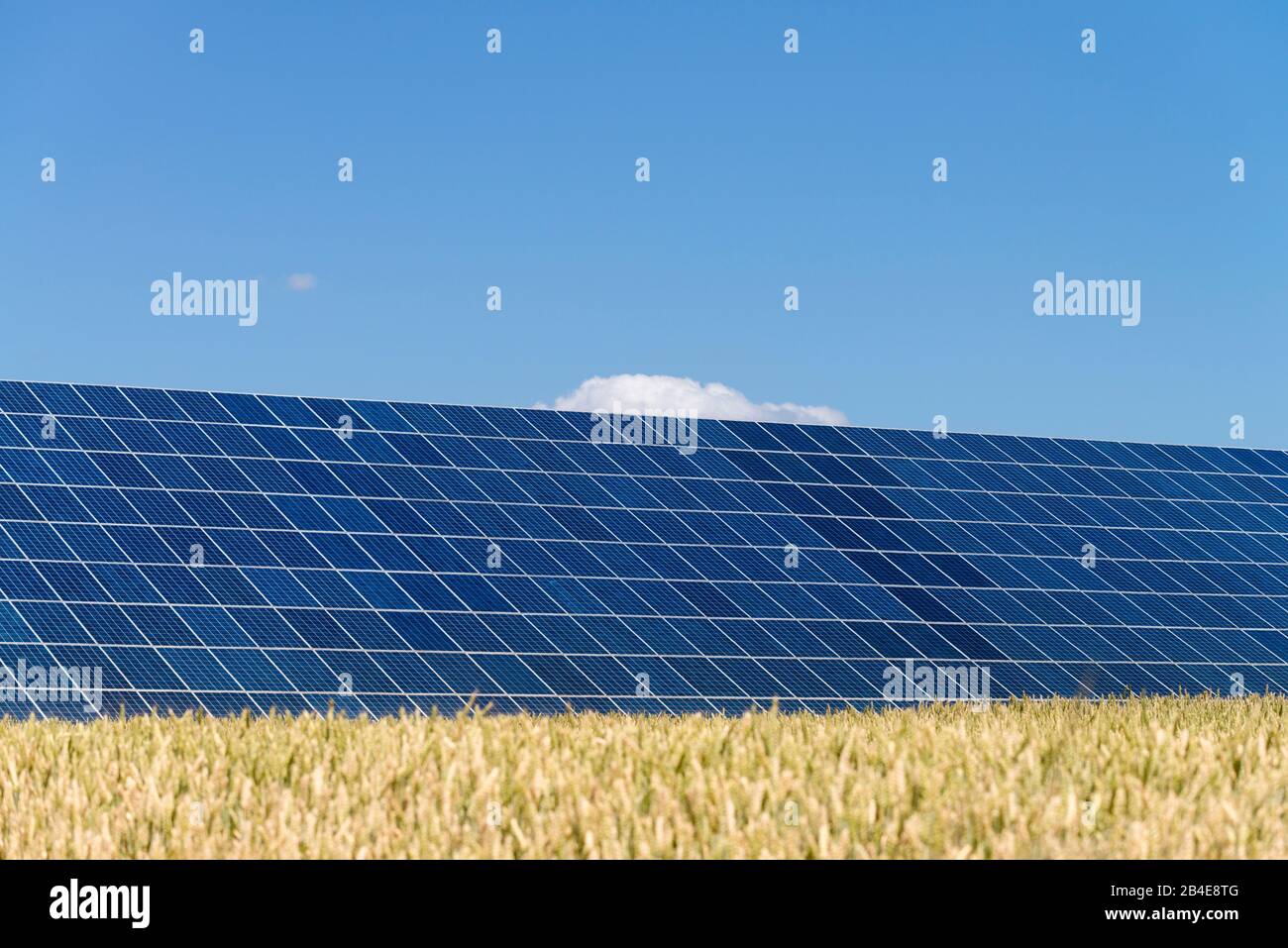 Solaranlagen im Kornfeld unter blauem Himmel Stockfoto