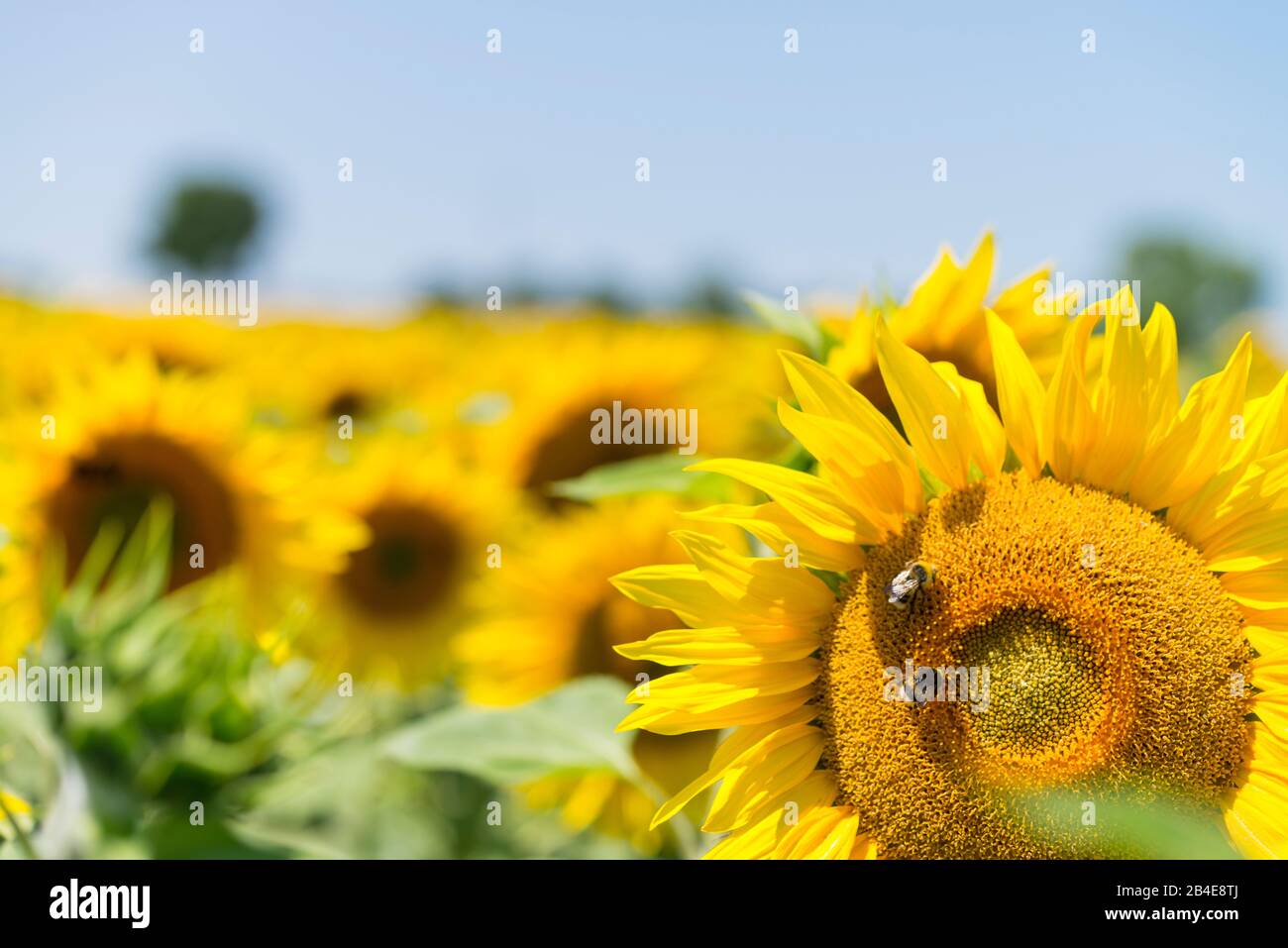 Insekten im Sonnenblumenfeld unter blauem Himmel Stockfoto
