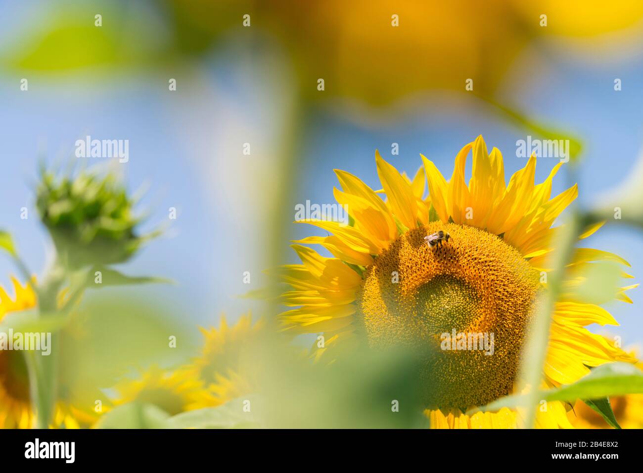 Insekten im Sonnenblumenfeld unter blauem Himmel Stockfoto