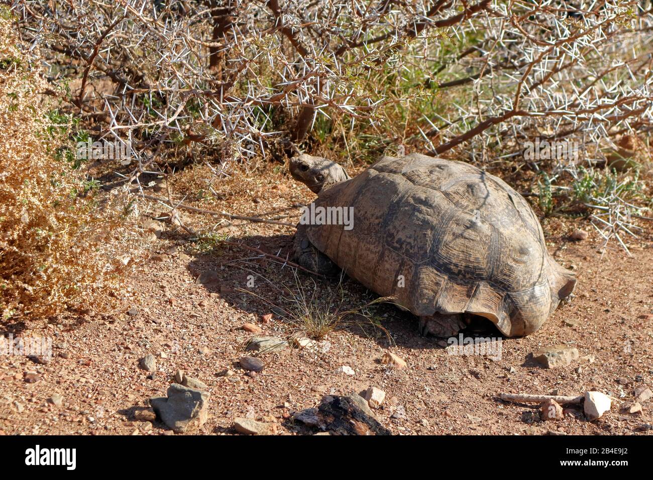 Südostkaroo, Provinz Ostkaps, Südafrika Stockfoto