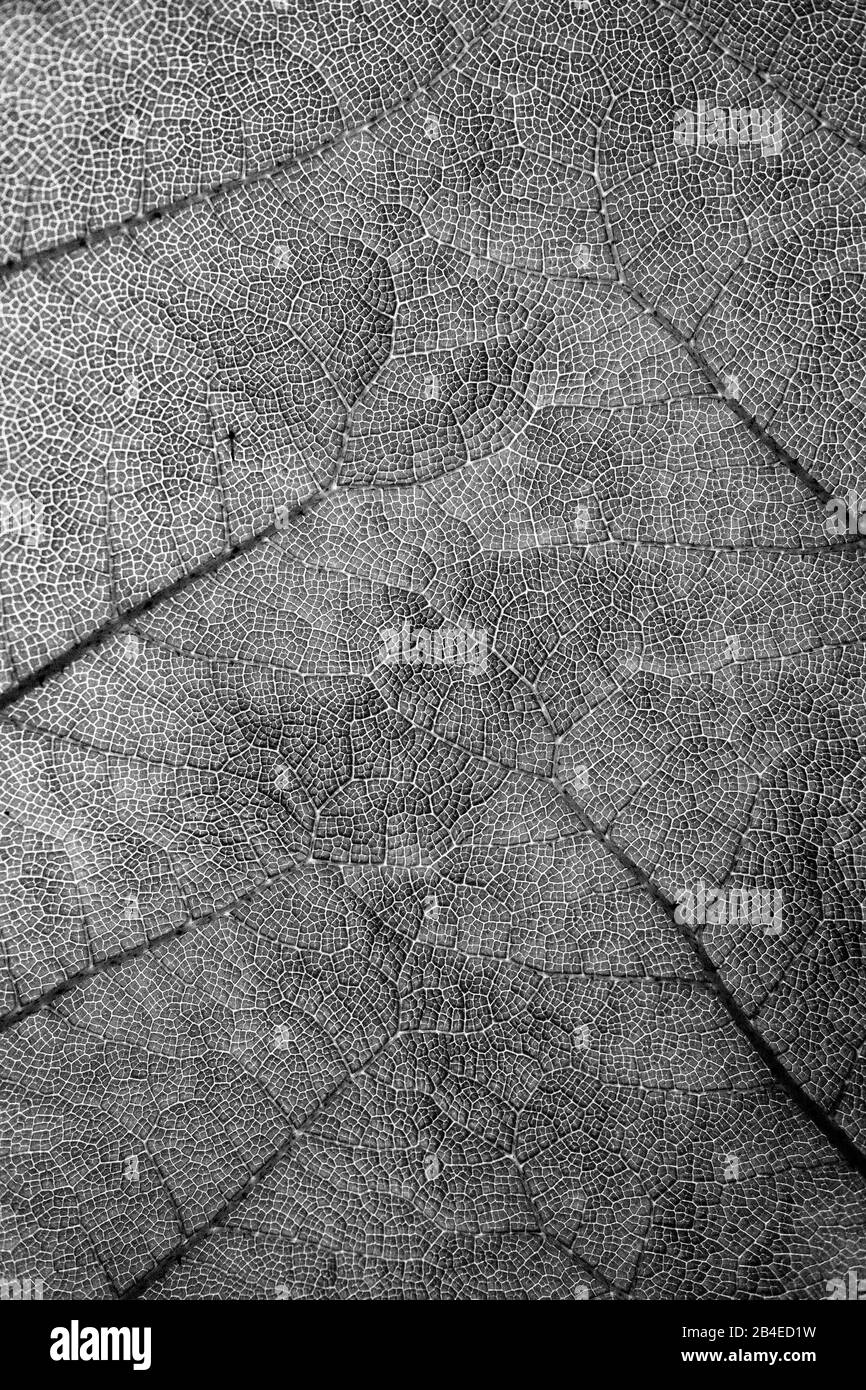 Großes Pflanzenblatt mit vielen Details und Mustern Stockfoto