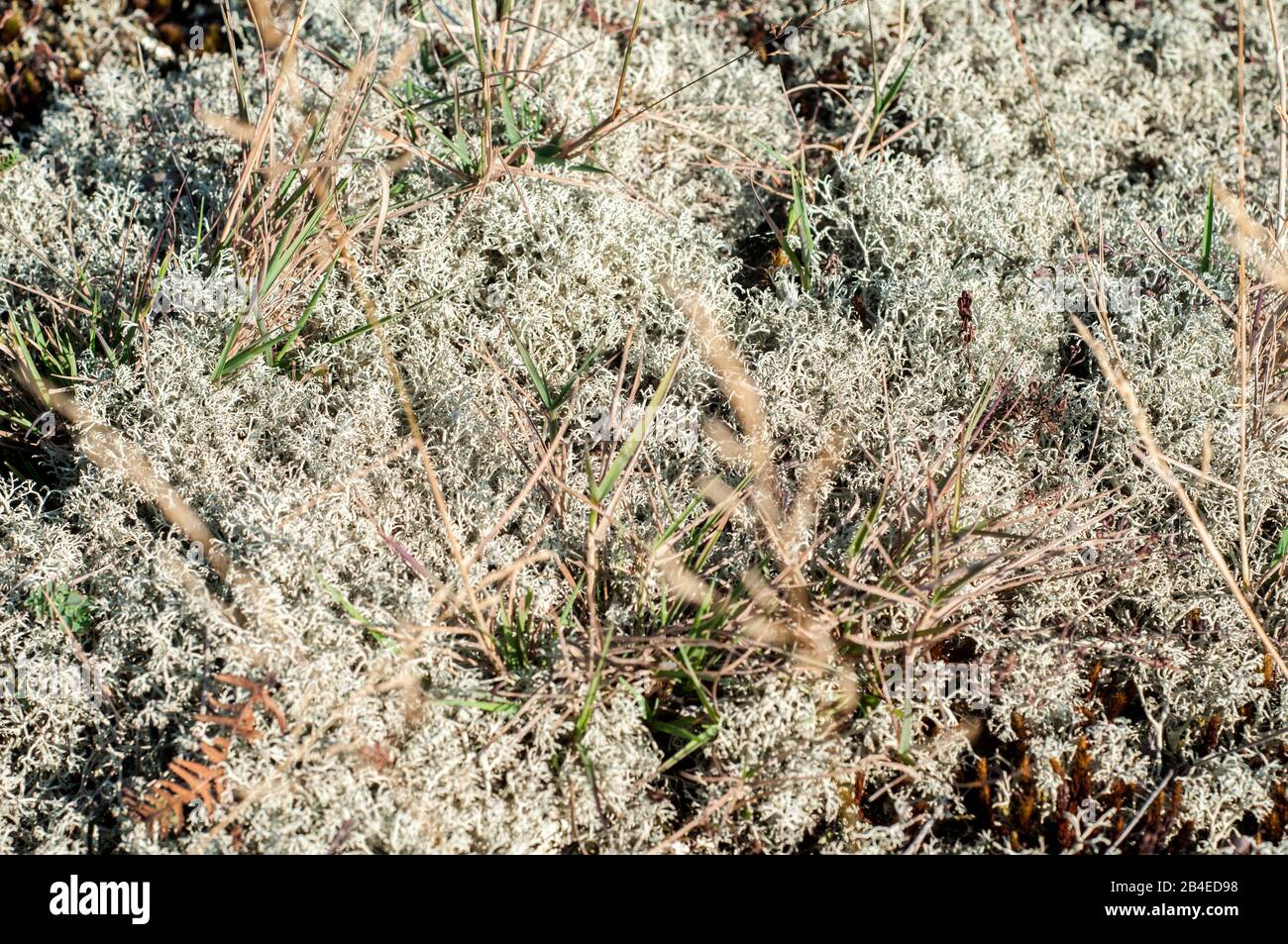 Feines erblühtes Bergrasen als Blumenhintergrund in der Nähe Stockfoto