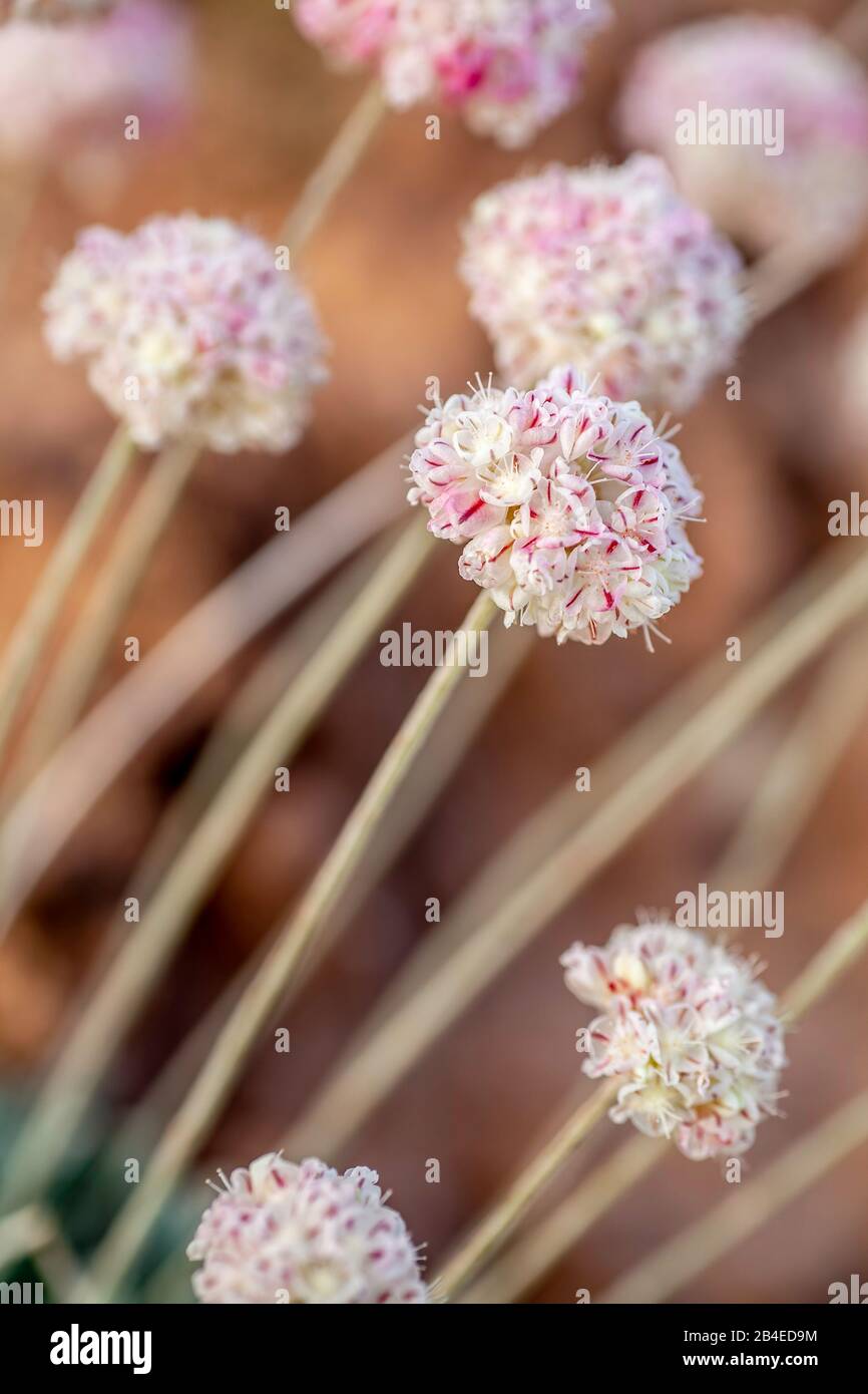 Kissen Buckwheat (Eriogonum ovalifolium) on Neck Spring Trail, Island in the Sky District, Canyonlands National Park, Utah USA Stockfoto