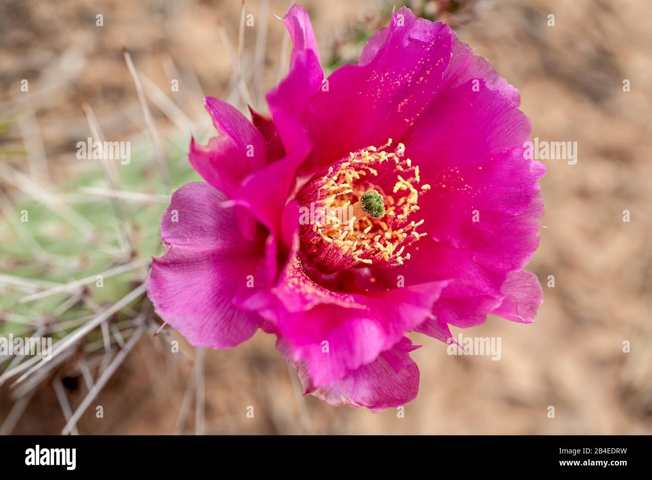 Common Pricklypear (Opuntia erinacea) on Neck Spring Trail, Island in the Sky District, Canyonlands National Park, Utah Stockfoto