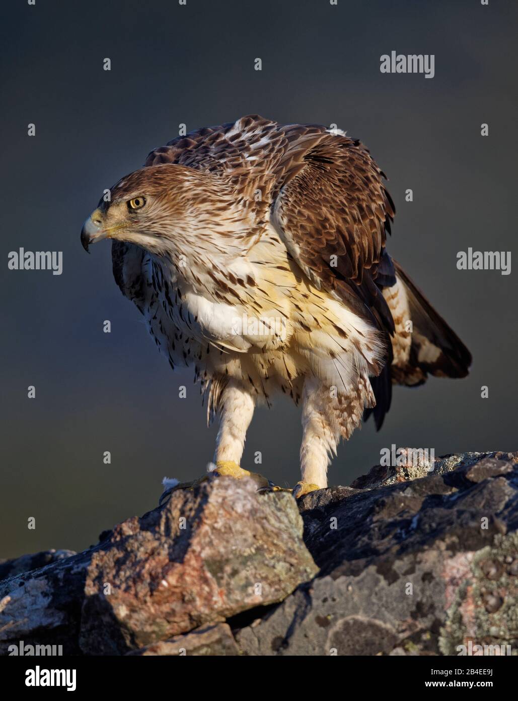 Bonellis Adler (Aquila fasciata) bei Sonnenaufgang, Extremadura, Spanien Stockfoto