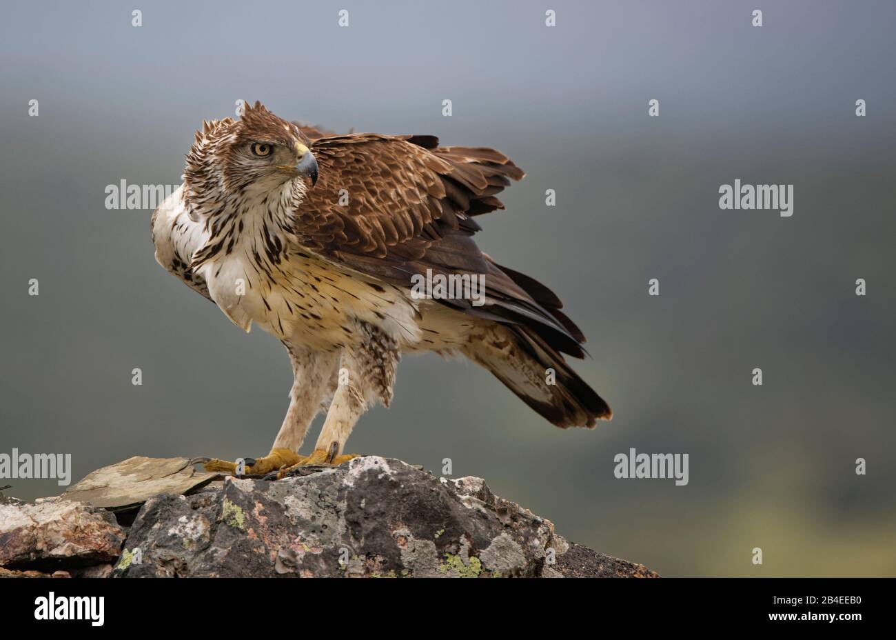 Bonellis Adler (Aquila fasciata), Extremadura, Spanien Stockfoto