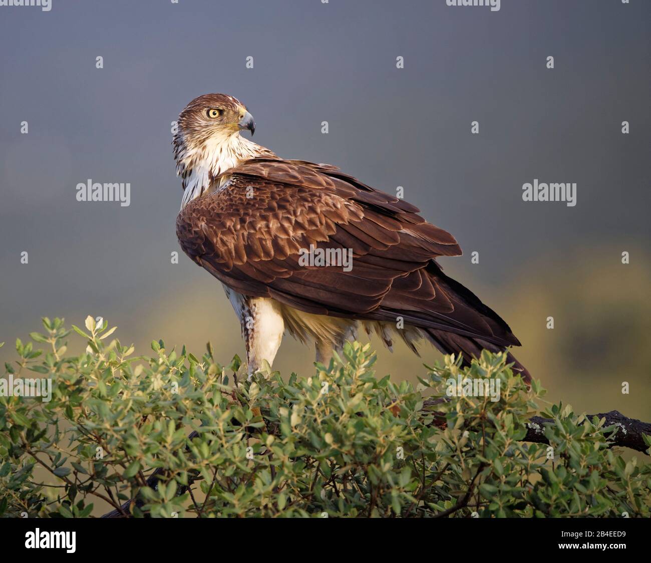 Bonellis Adler (Aquila fasciata) an einem Baum, Extremadura, Spanien Stockfoto