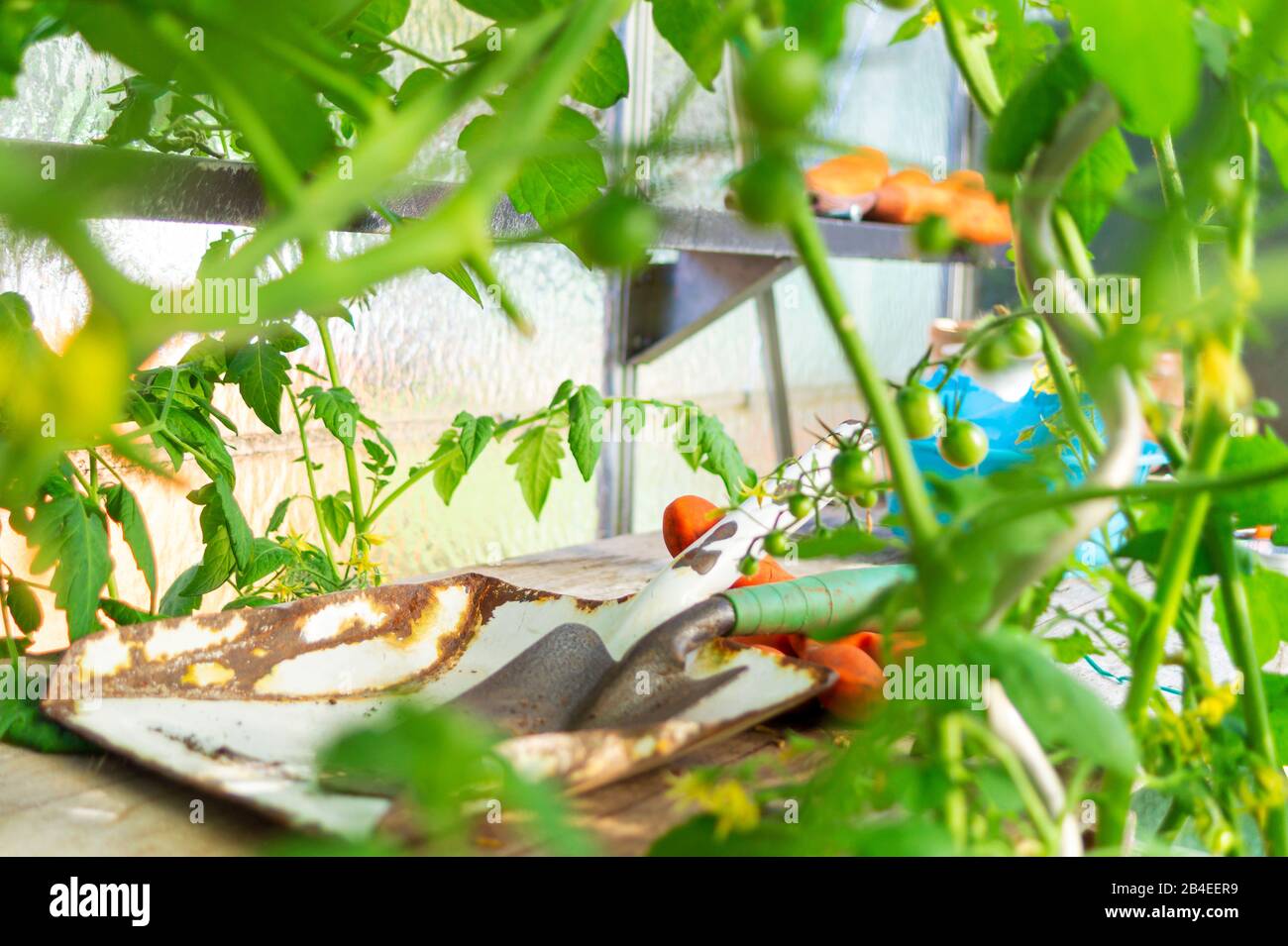 Tomaten, Handschuhe, Gartengeräte, hausgemacht Stockfoto